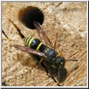 Ancistrocerus nigricornis - Lehmwespe 02.jpg